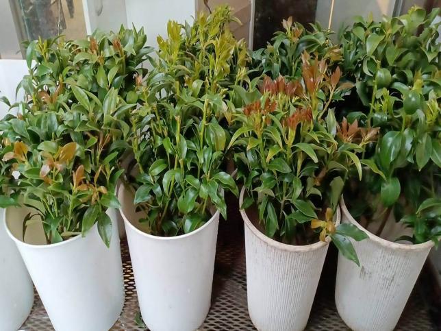 金剛堂_江戸川店_店内-4