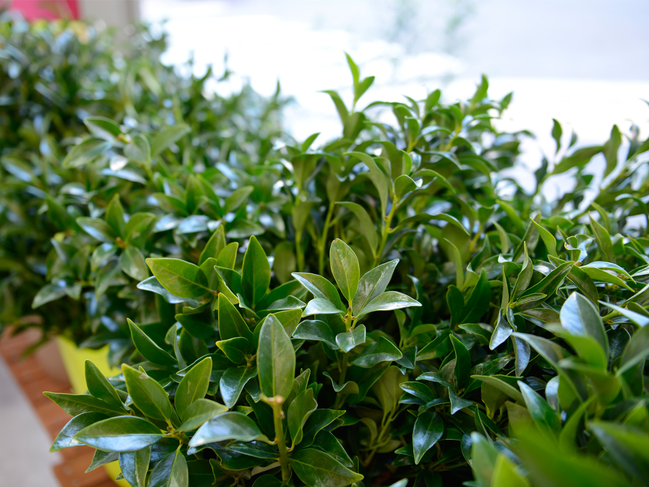 金剛堂_神戸本店_店内-8